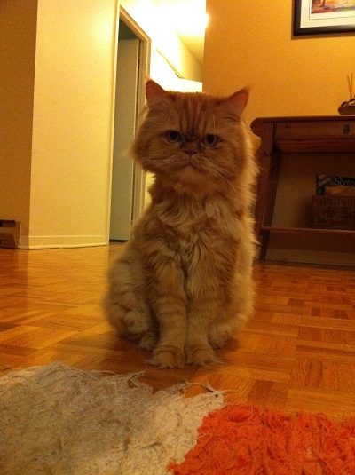 Home visits for cat - Bobby!!